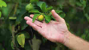 Guy Davies, an inspector of the Florida Division of Plant Industry, shows an orange that is showing signs of "citrus greening." The disease is caused by a bacterium carried by the Asian citrus psyllid.