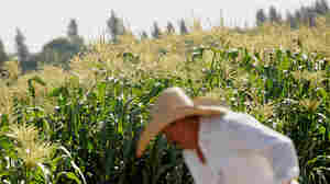 Worker Javier Alcantar tends to crops at the Monsanto Co. test field in Woodland, Calif., in 2012.