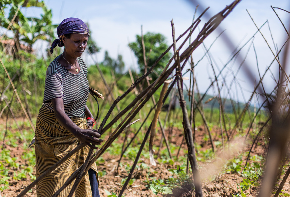 A farmer in western Rwanda prepares her bean field for the growing season.