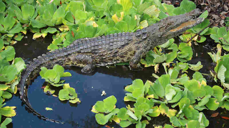 University of Florida researchers recently published a paper showing that captured reptiles in 2009, 2011 and 2014 are Nile crocs.