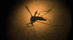 Aedes aegypti mosquito photographed through a microscope.