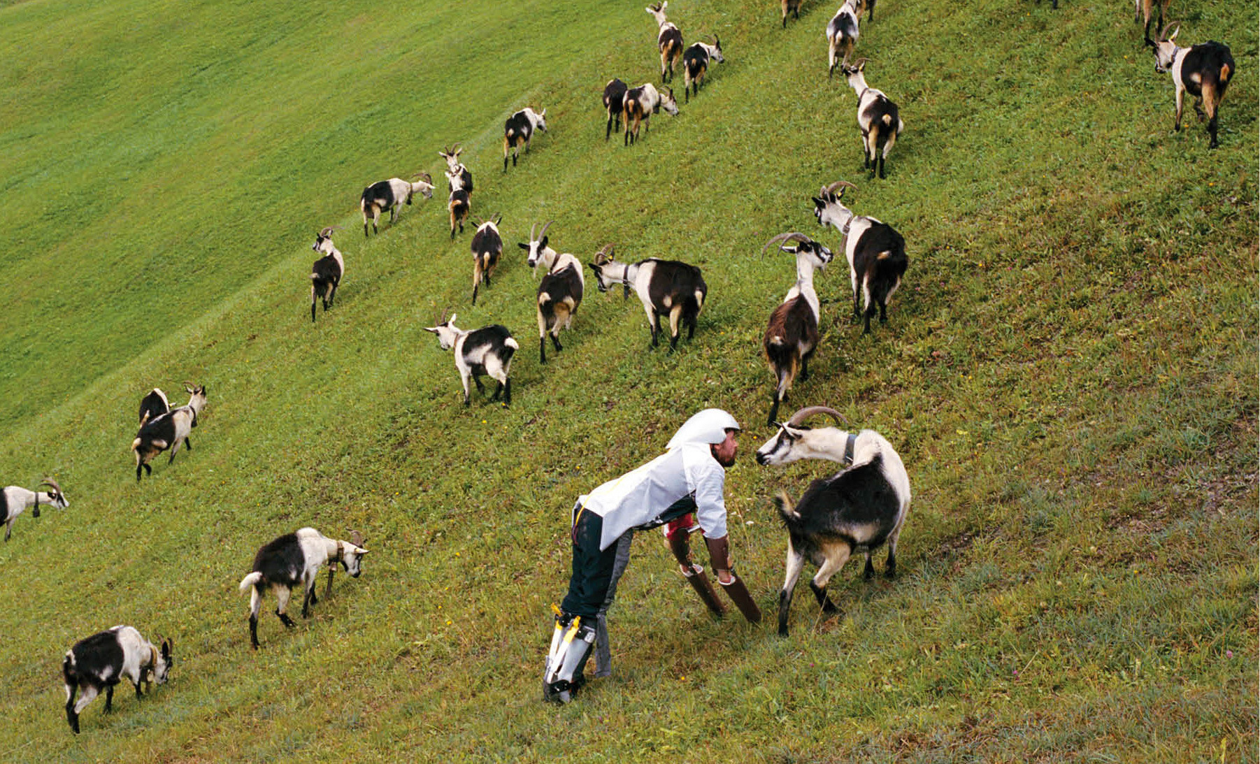 Goatman with Goats