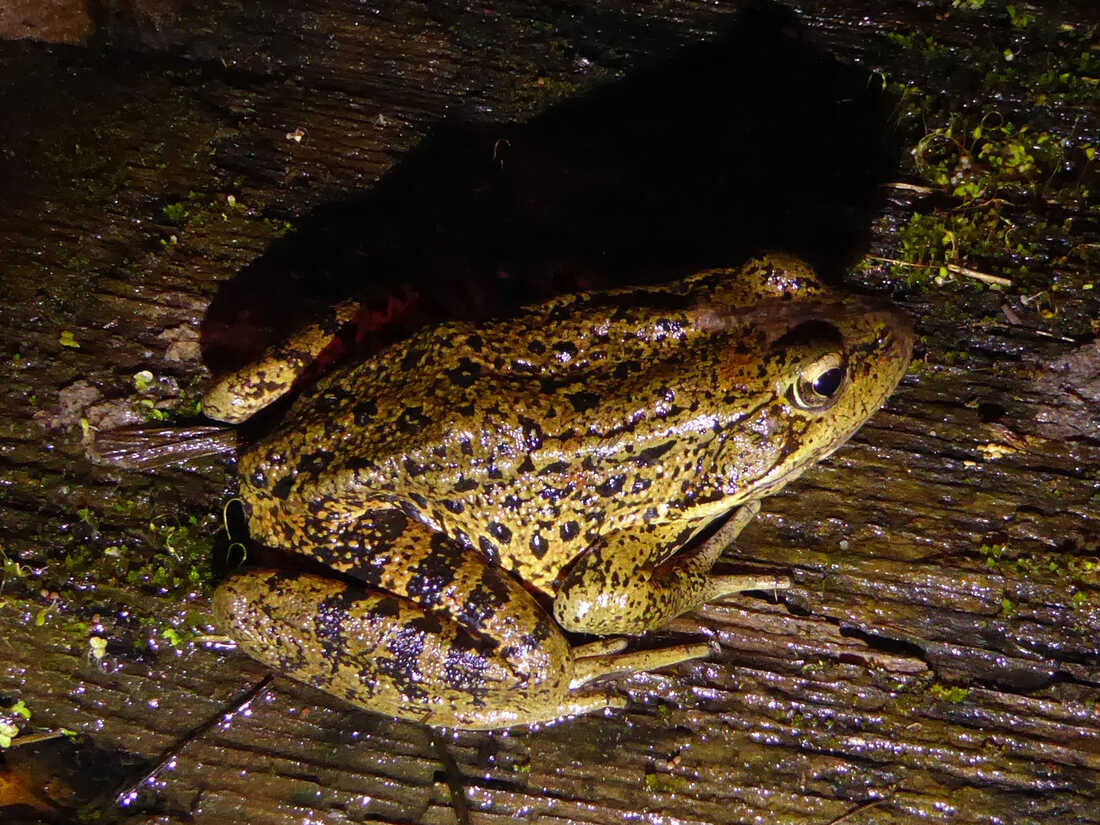 What's endangering amphibians?