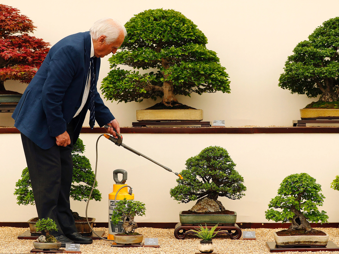 Photos London's Chelsea Flower Show Hopes You'll Get In The Garden, Too The TwoWay NPR