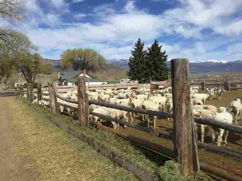 Many Western ranchers don't own much land themselves and rely on vast tracts of federal land for grazing. Many Western ranchers don't own much land themselves and rely on vast tracts of federal land for grazing.