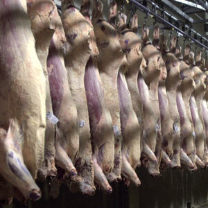 We Don't Know How Many Workers Are Injured At Slaughterhouses. Here's Why