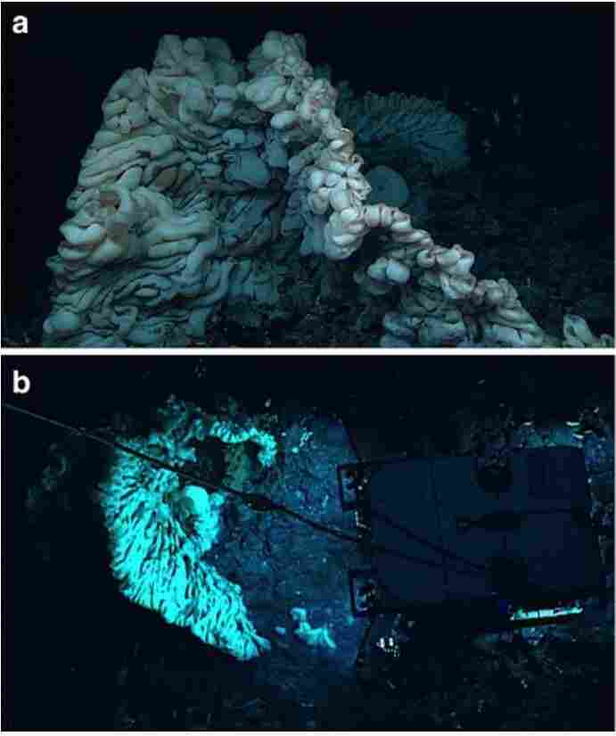 Minivan Sized Sponge Discovered