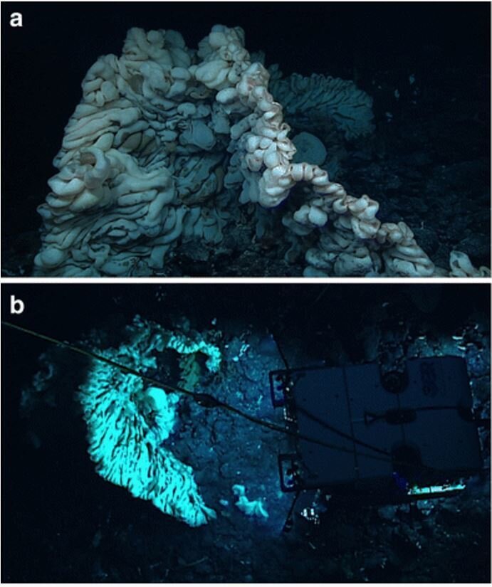 Deep Sea Explorers Discover A Sponge The Size Of A Minivan The Two Way Npr