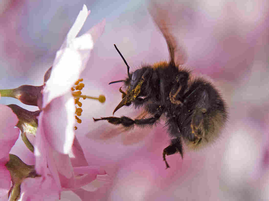 Scientists say bumblebees can sense flowers' electric fields through the bees' fuzzy hairs.