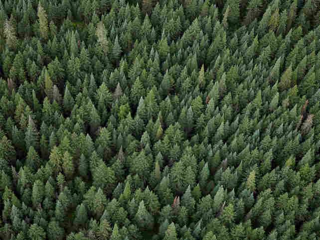 Investigating why trees are green led to profound discoveries about healthy ecosystems.