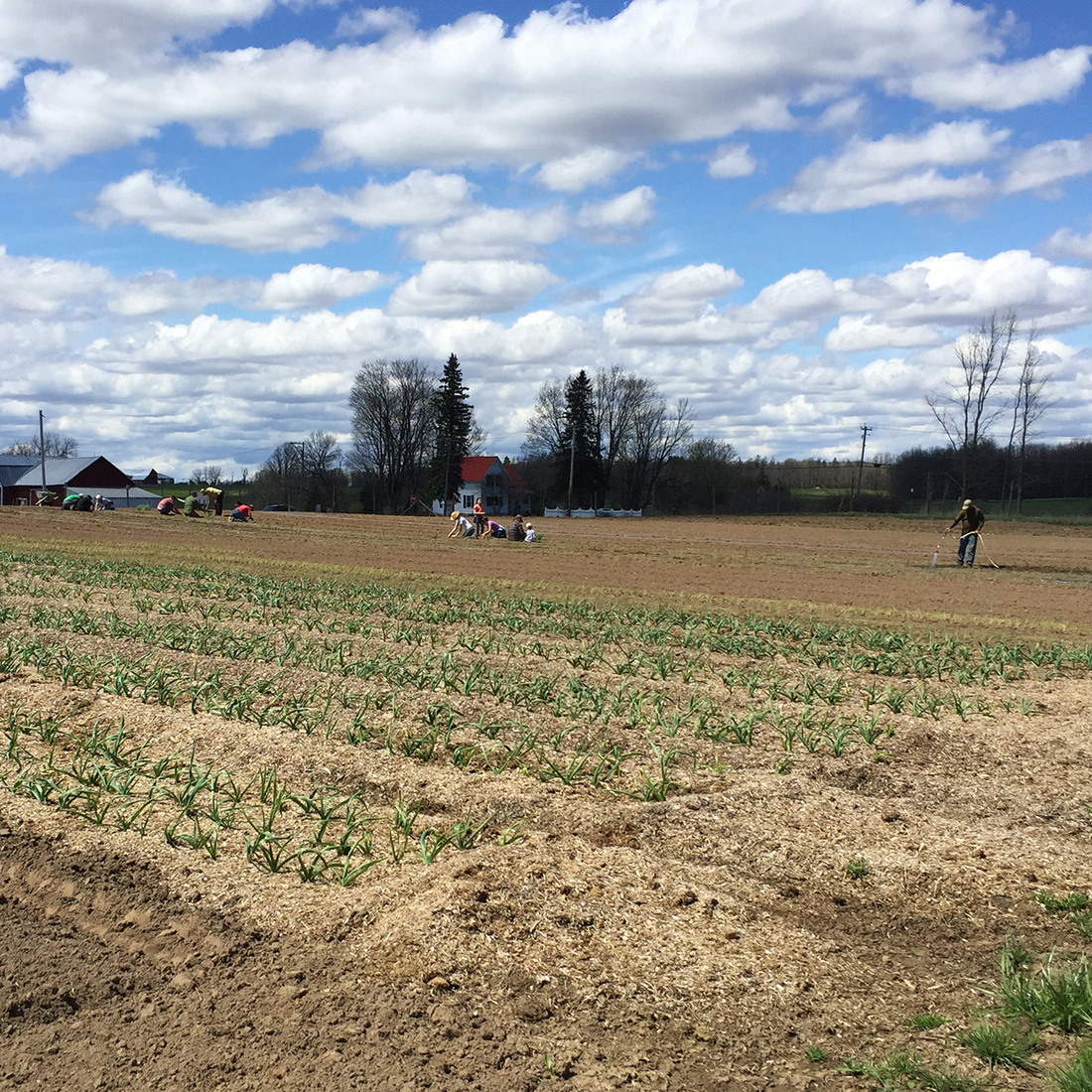 Kent Family Growers is located on a small parcel outside a college town in upstate New York. Farmers from California to North Carolina have complained of delays in the H-2A visa program for temporary agricultural jobs. Kent Family Growers is located on a small parcel outside a college town in upstate New York. Farmers from California to North Carolina have complained of delays in the H-2A visa program for temporary agricultural jobs.