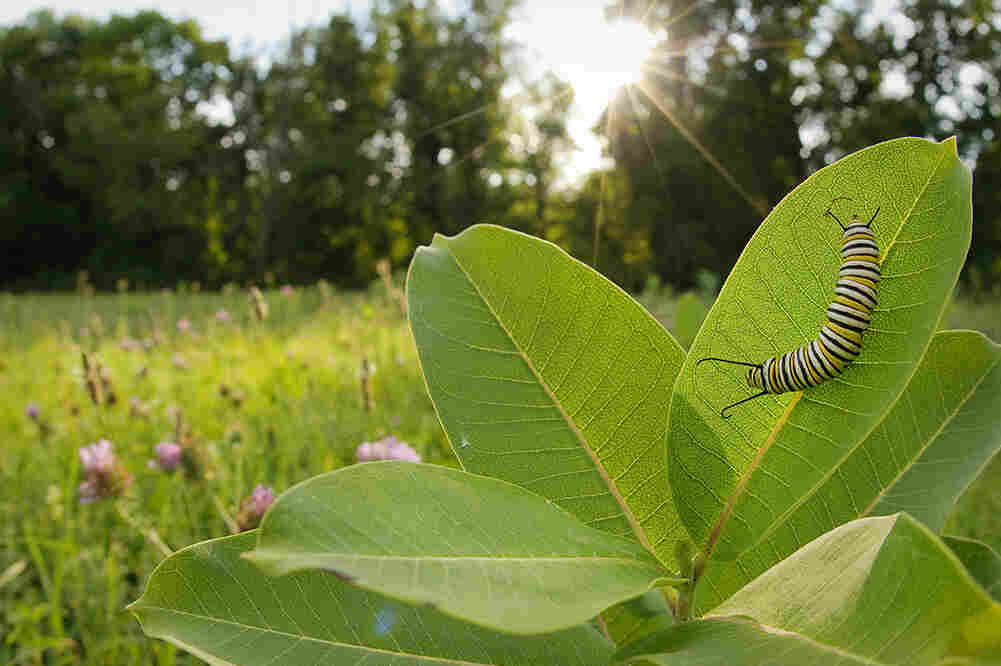 Monarch caterpillars feed exclusively on milkweed.