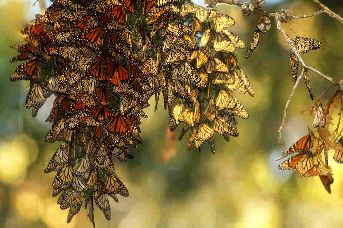 Monarchs spend their winters in the central mountains of Mexico before traveling up through the United States to Canada.