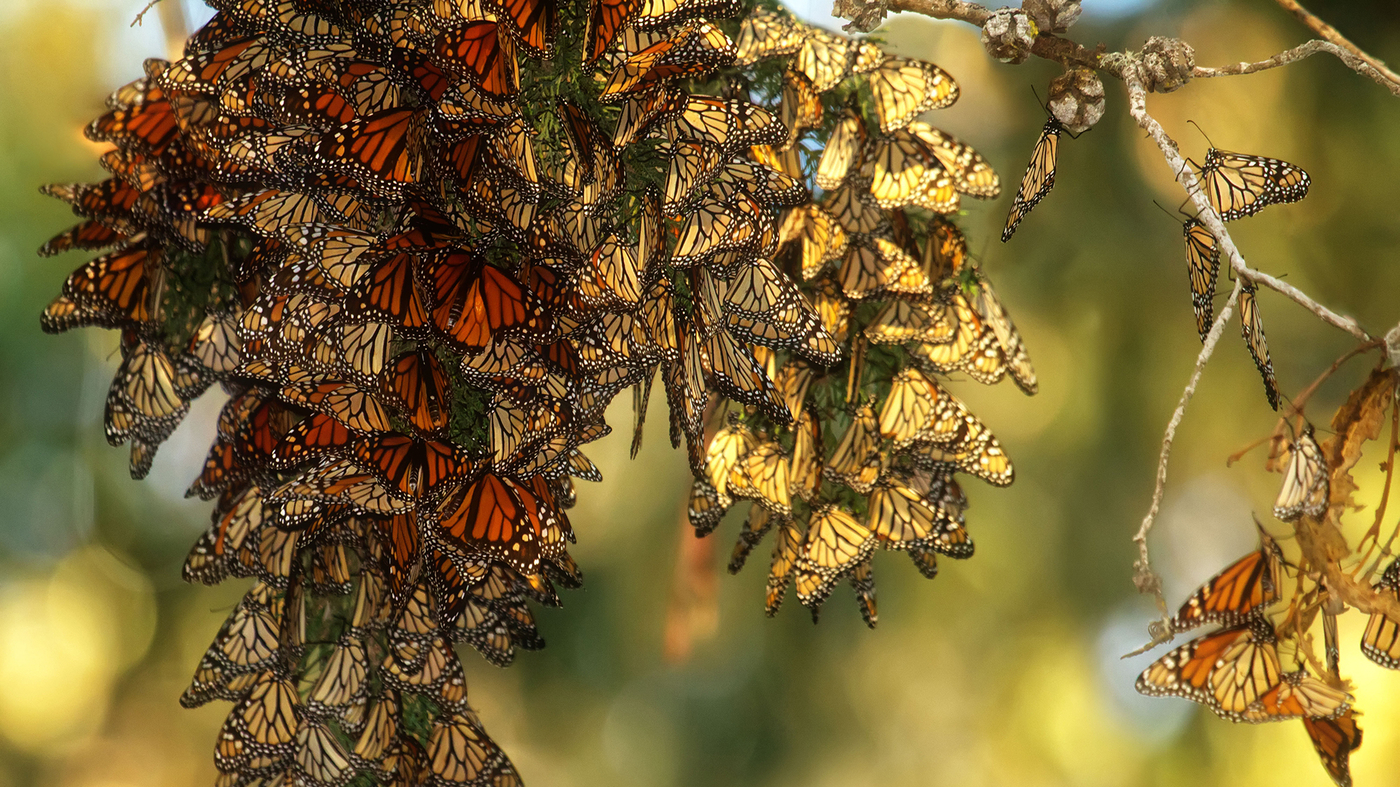 Can Planting More Milkweed Save Monarch Butterflies? It's Complicated