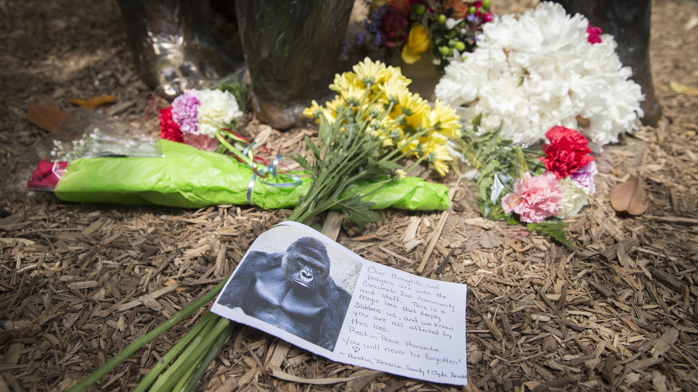 a gorilla is killed and our parent shaming culture springs to life