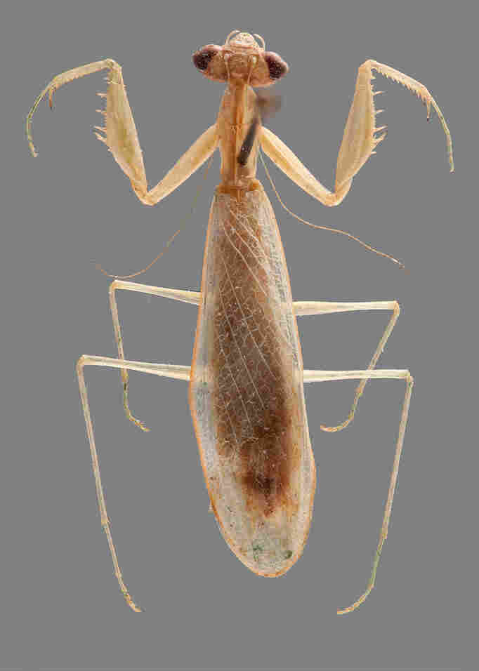 Ilomantis ginsburgae is a newly identified species of leaf-dwelling praying mantis, named after U.S. Supreme Court Justice Ruth Bader Ginsburg.