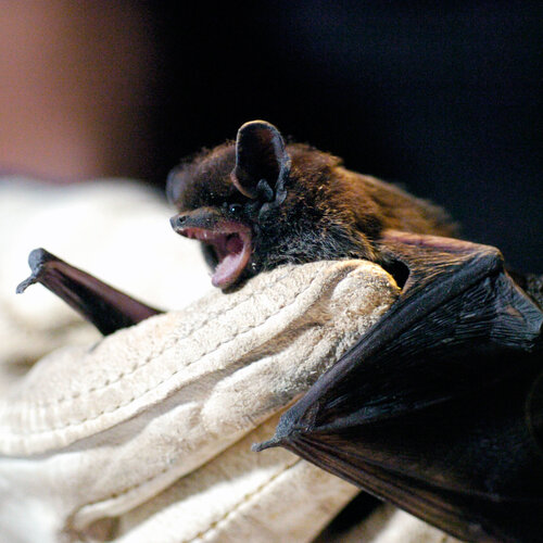 Bats In The Bedroom Can Spread Rabies Without An Obvious Bite