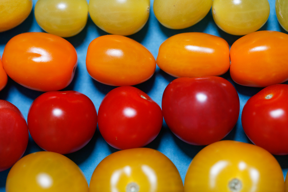 Canadian tomatoes grown in greenhouses