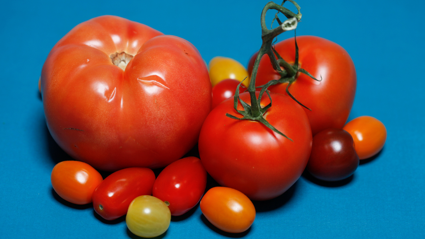 the search for tastier supermarket tomatoes a tale in 3 acts the