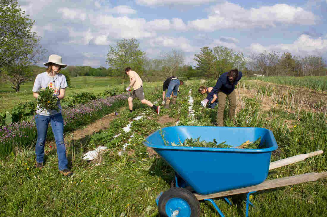 A weekday work session on the Student Organic Farm at Iowa State University has members weeding a perennial bed.