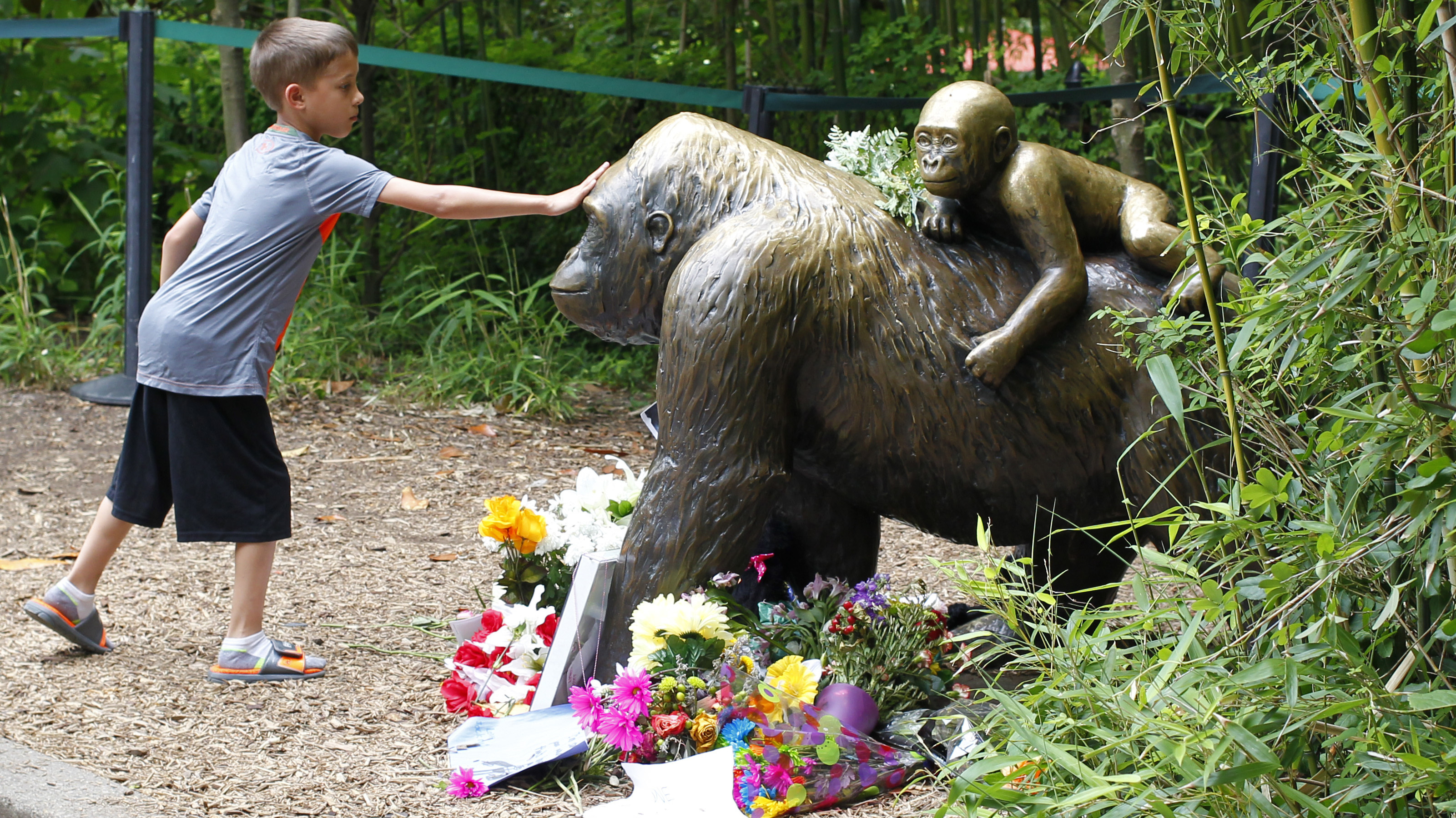 Cincinnati Zoo Update No Charges Against Family In Gorilla Incident The Two Way Npr