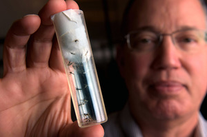 Anthony James, one of the scientists who used gene drive technology to create mosquitoes with a gene to block malaria, holds up a vial of the genetically modified mosquitoes.