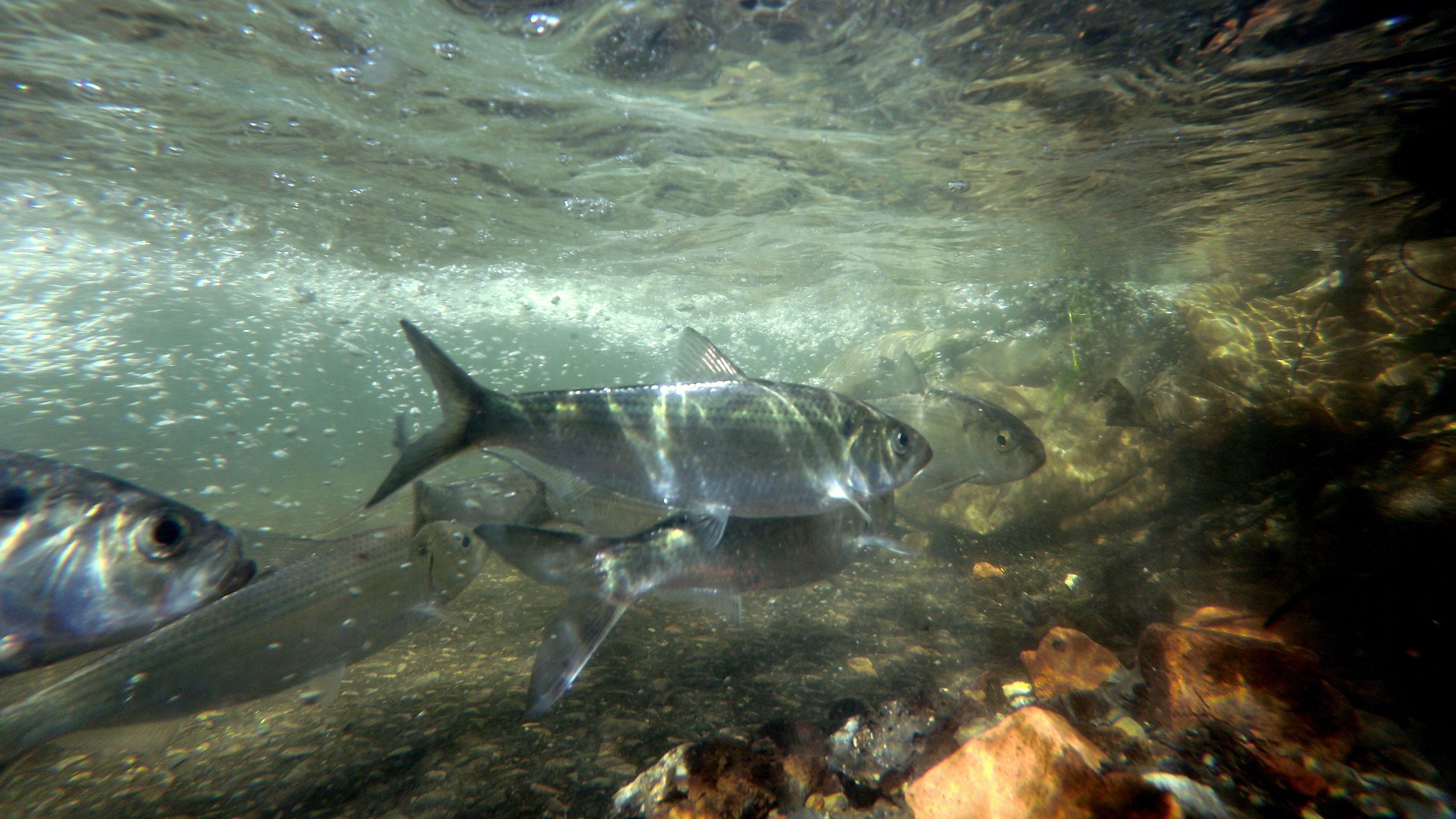 For The First Time In Decades, Herring Are Spawning In A Hudson River