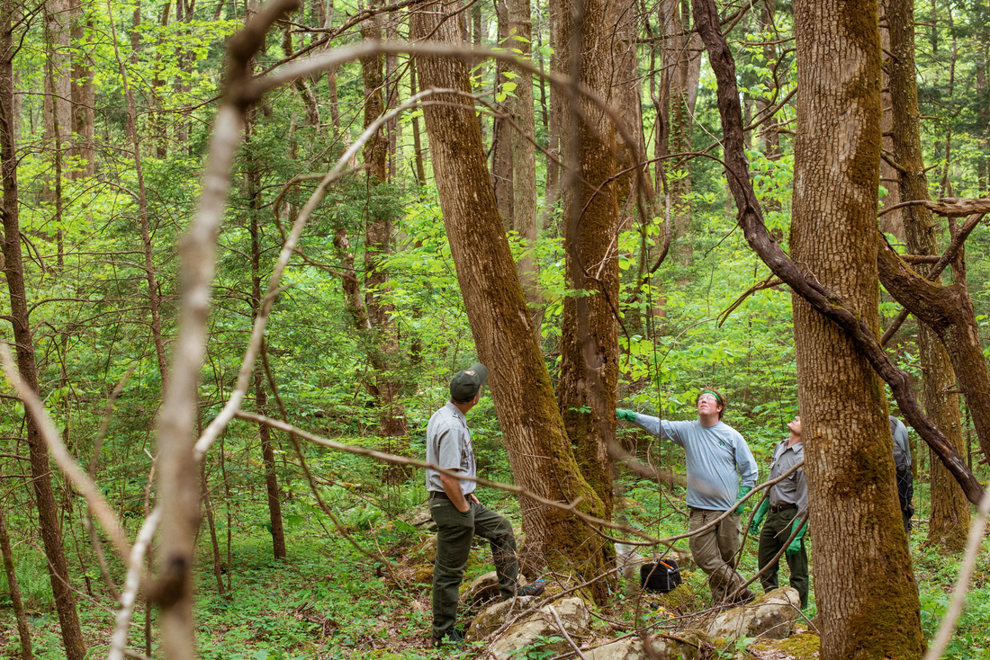 the methods in dealing with the hemlock woolly adelgid in the great smoky mountains national park Imidacloprid, a neonicotinoid pesticide, is commonly used in hemlock woolly adelgid, adelges tsugae (annand) (hwa) (hemiptera: adelgidae), pest management programs to preserve hemlock resources great smoky mountains national park (grsm) has an extensive hwa integrated pest management program, with. the methods in dealing with the hemlock woolly adelgid in the great smoky mountains national park Imidacloprid, a neonicotinoid pesticide, is commonly used in hemlock woolly adelgid, adelges tsugae (annand) (hwa) (hemiptera: adelgidae), pest management programs to preserve hemlock resources great smoky mountains national park (grsm) has an extensive hwa integrated pest management program, with.