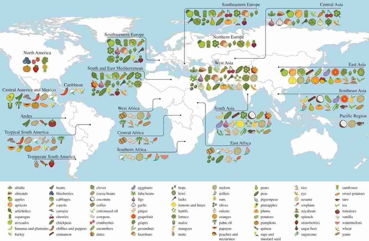 The great Russian plant explorer Nikolai Vavilov reasoned that crops originated in the region of the world where they, and their wild relatives, show up in greatest diversity. This map plots the center of origin and primary region of diversity for 151 different crops. (Some crops, like wheat, have more than one primary region of diversity.) The great Russian plant explorer Nikolai Vavilov reasoned that crops originated in the region of the world where they, and their wild relatives, show up in greatest diversity. This map plots the center of origin and primary region of diversity for 151 different crops. (Some crops, like wheat, have more than one primary region of diversity.)