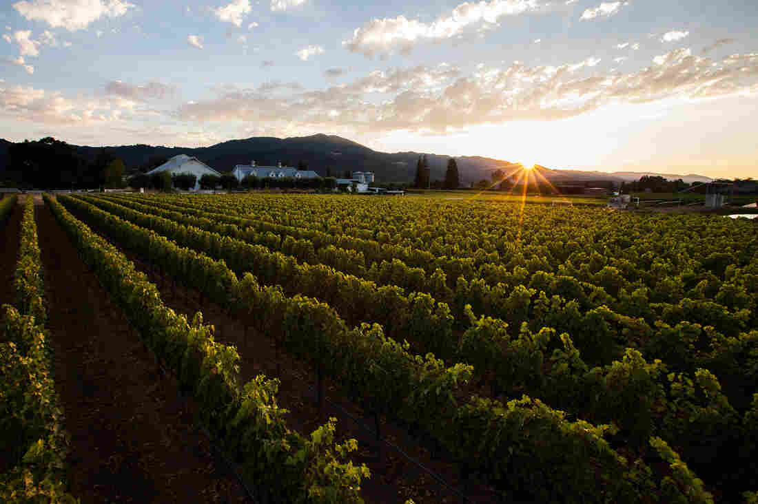 The John C. Sullenger Vineyard at Nickel  Nickel Winery, Napa Valley, Calif. Nickel  Nickel collaborated with scientists to collect wine samples and identify the bacteria and fungi in them by sequencing microbial DNA.