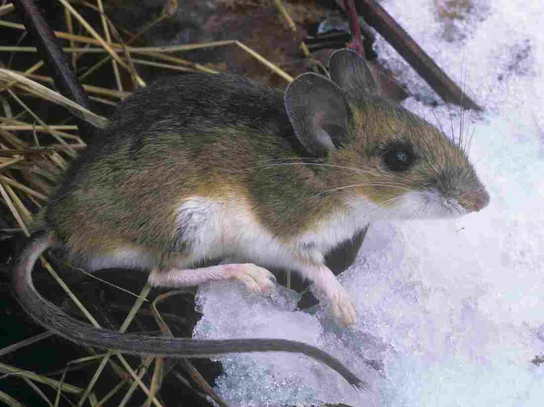 One possible option in the effort to fight Lyme disease is to let loose thousands of genetically engineered mice on Nantucket Island.