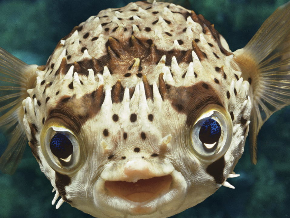 Cover detail of What a Fish Knows, by Jonathan Balcombe