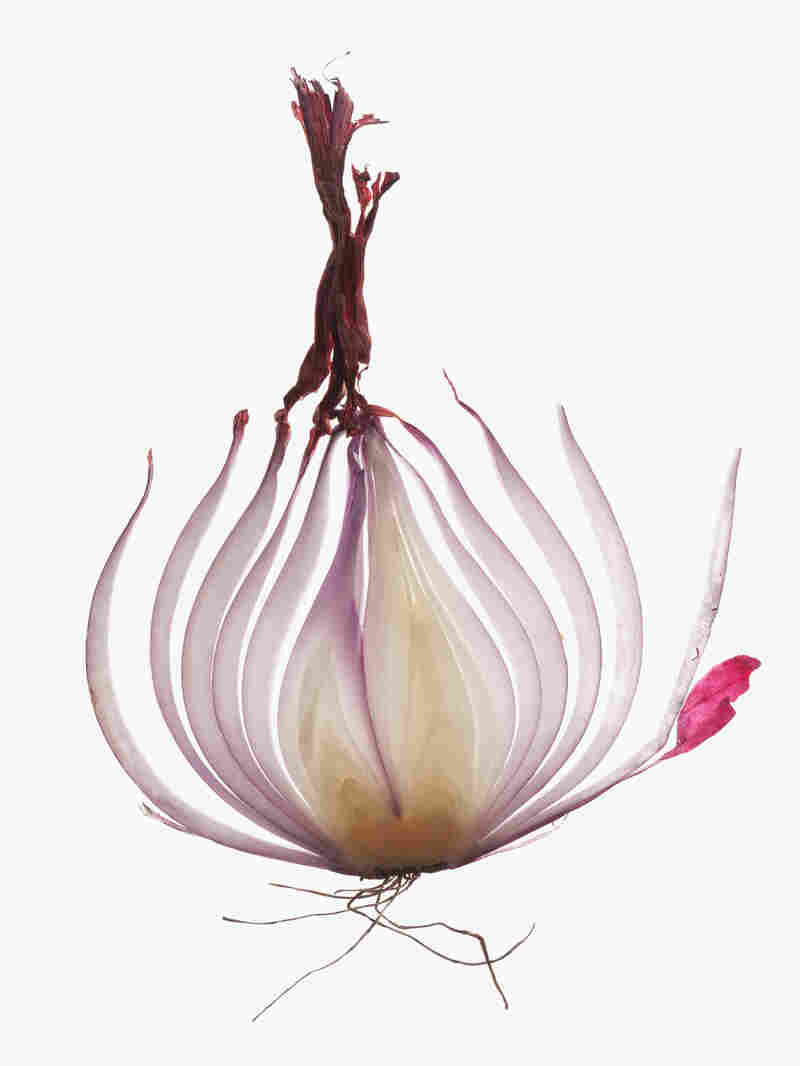 The onion is multi-layered in it's complexity  literally and metaphorically.
