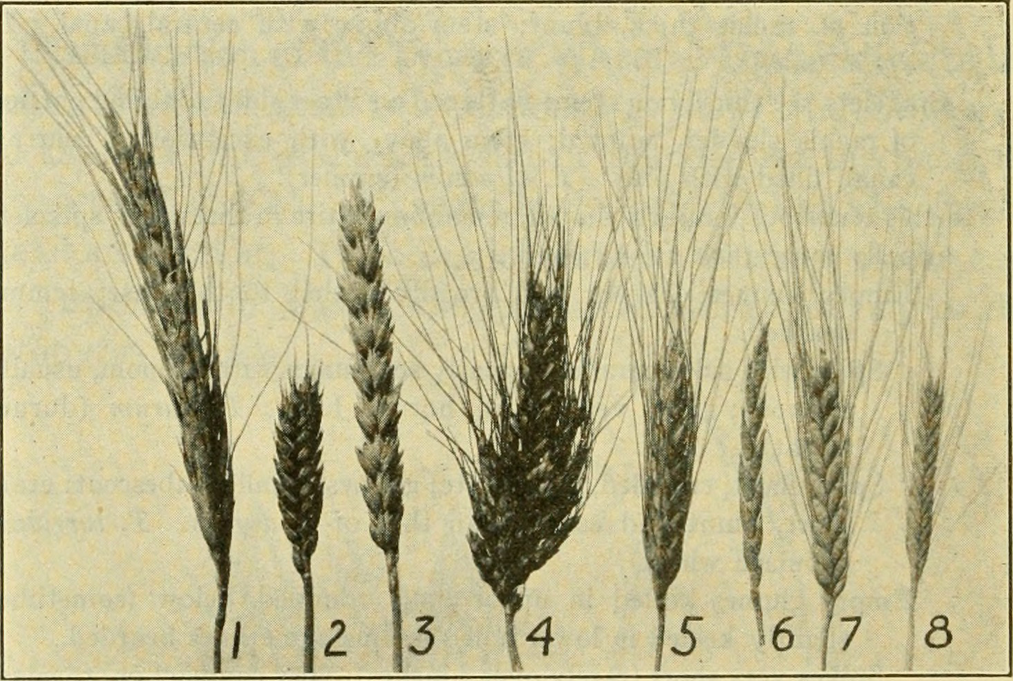 An illustration shows spikes of different types of wheat: (1) Polish wheat (2) Club wheat (3) Common bread wheat (4) Poulard wheat (5) Durum wheat (6) Spelt (7) Emmer (8) Einkorn.