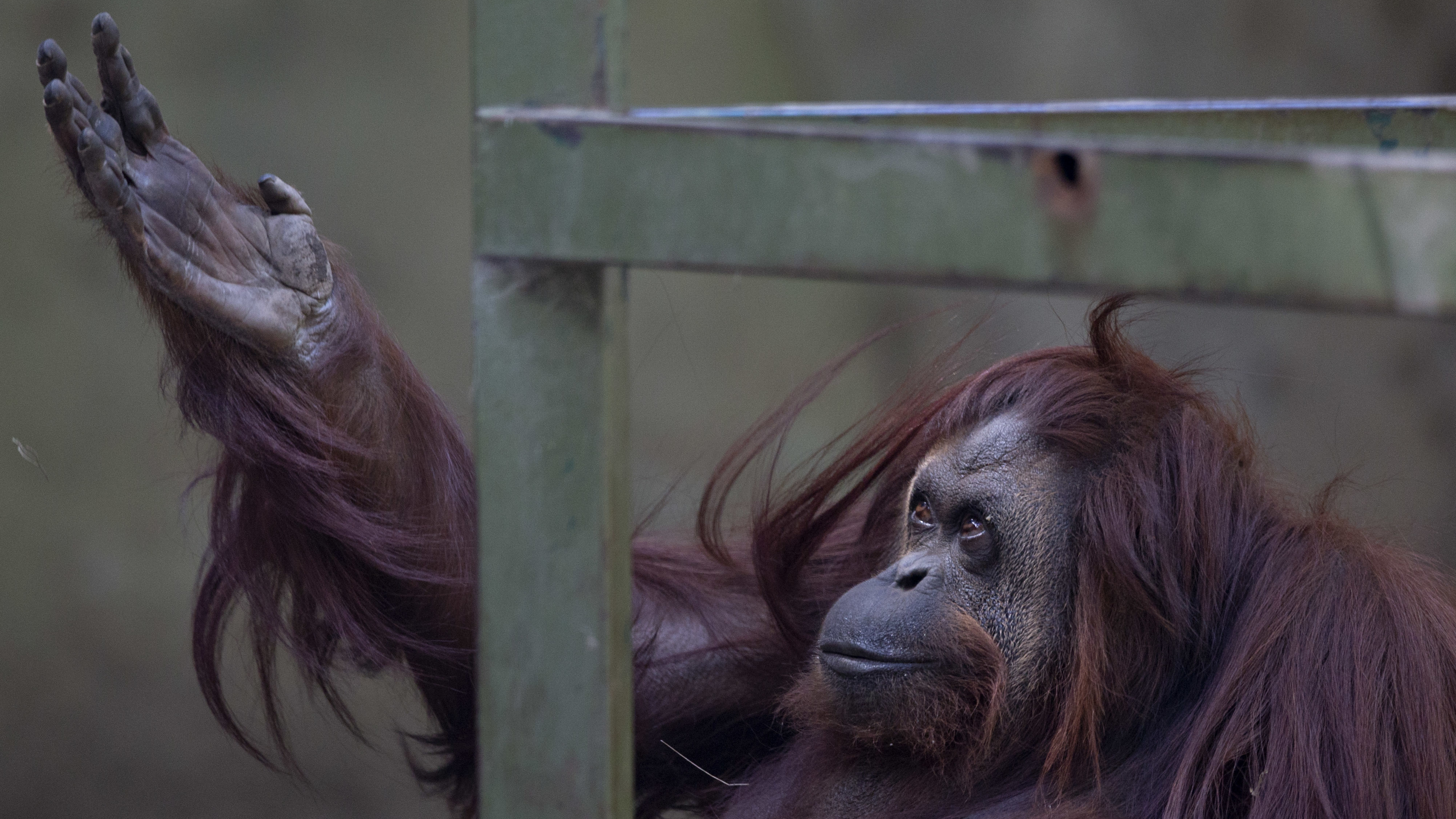 As A Major Zoo Closes, 10 Reasons To Rethink The Concept : 13.7: Cosmos