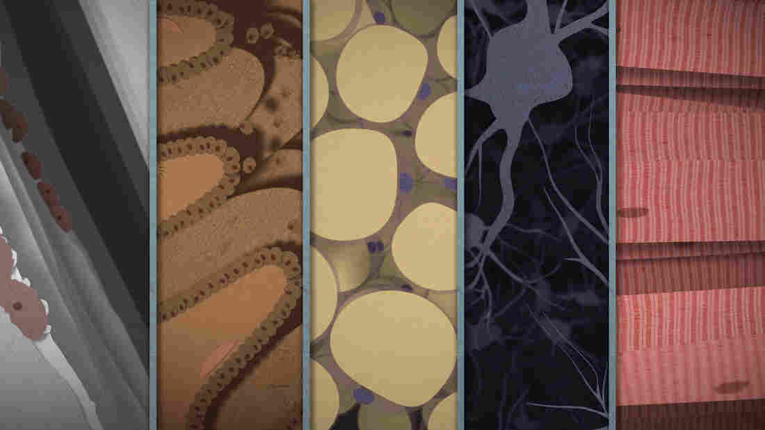 Cell types examined in the Skunk Bear video.