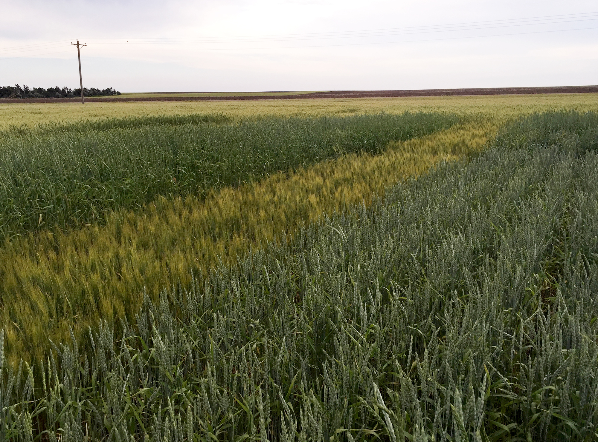 A test plot of spelt on a farmer's field near Chappell, Neb.