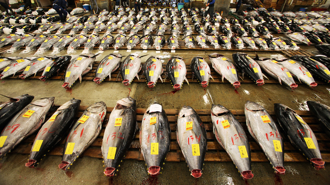 Should Pacific Bluefin Tuna Be Listed As An Endangered Species? : The