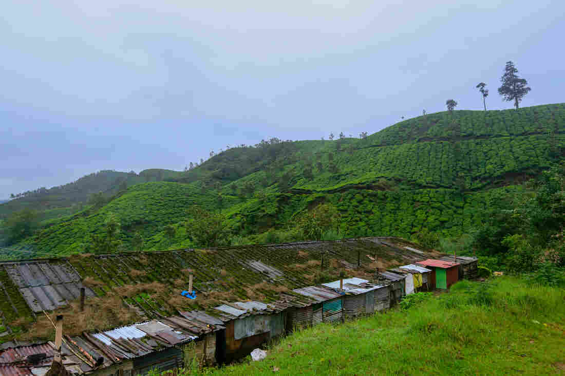 Workers on the tea estates of the Kanan Devan Hills Plantations Company in the Indian state of Kerala live in rent-free housing. Though the accommodations are rudimentary, they're considered a major benefit for employees. Workers on the tea estates of the Kanan Devan Hills Plantations Company in the Indian state of Kerala live in rent-free housing. Though the accommodations are rudimentary, they're considered a major benefit for employees.