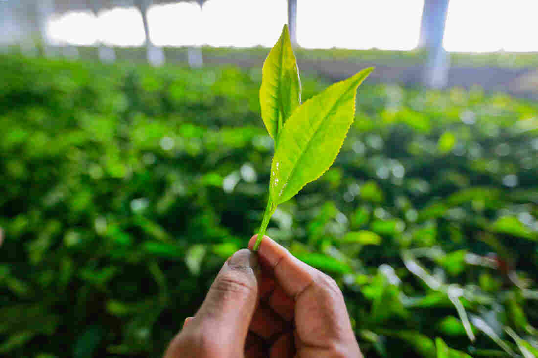 Fresh tea leaves, plucked from waist-high bushes, are fragile and easily damaged. Fresh tea leaves, plucked from waist-high bushes, are fragile and easily damaged.
