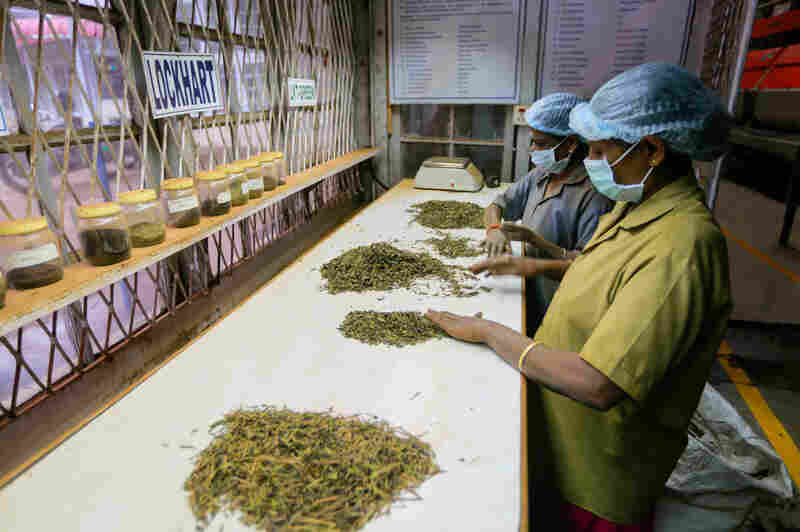 Employees at the factory of the Harrisons Malayalam Ltd. Lockhart Estate in the highlands of Munnar sort dried tea leaves by size and color. Tea workers here and throughout the state benefited from the labor action initiated by the Women's Collective at the Kanan Devan Hills Plantation. Employees at the factory of the Harrisons Malayalam Ltd. Lockhart Estate in the highlands of Munnar sort dried tea leaves by size and color. Tea workers here and throughout the state benefited from the labor action initiated by the Women's Collective at the Kanan Devan Hills Plantation.