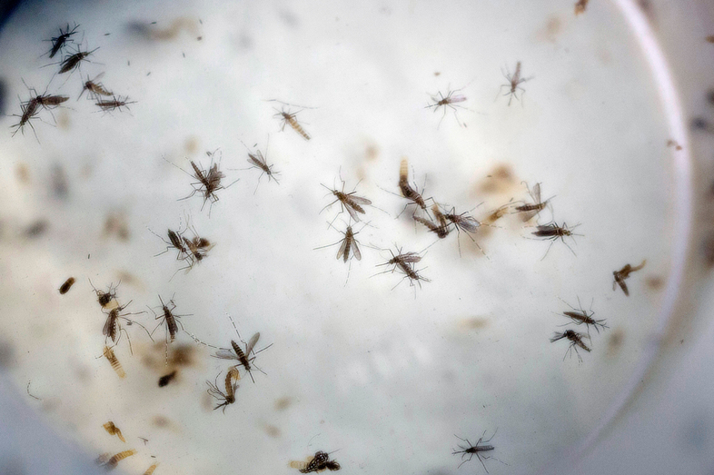<em>Aedes aegypt</em>i mosquitoes, which have been known to carry the Zika virus, buzz in a laboratory in Cucuta, Colombia. (Ricardo Mazalan/AP)