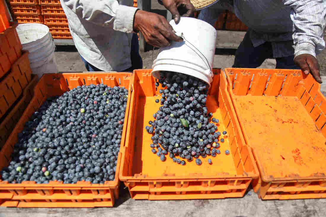 A worker drops off his blueberries at a weigh station at Blueberry Hill Farms.