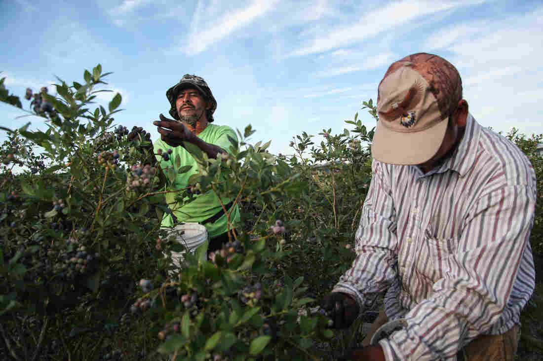 Alberto and Javier are pickers at Blueberry Hill Farms.