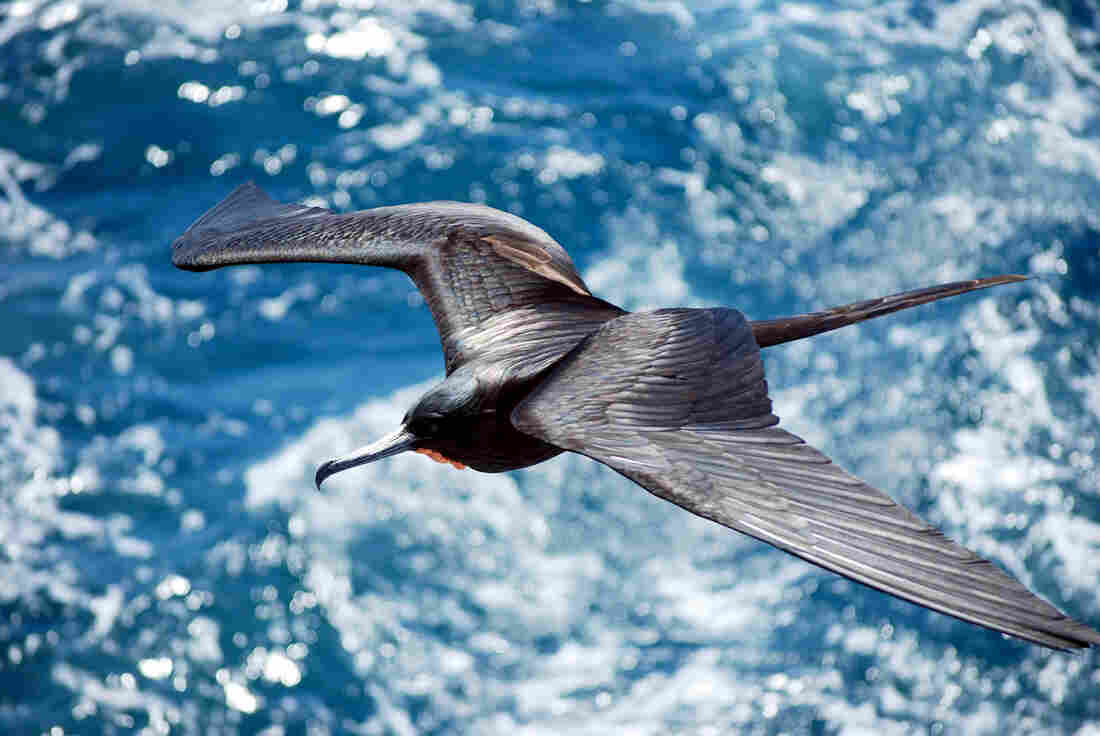 Frigatebirds have to find ways to stay aloft because they can't land on the water. This bird was flying between the Galapagos islands of Santiago and Bartolome.