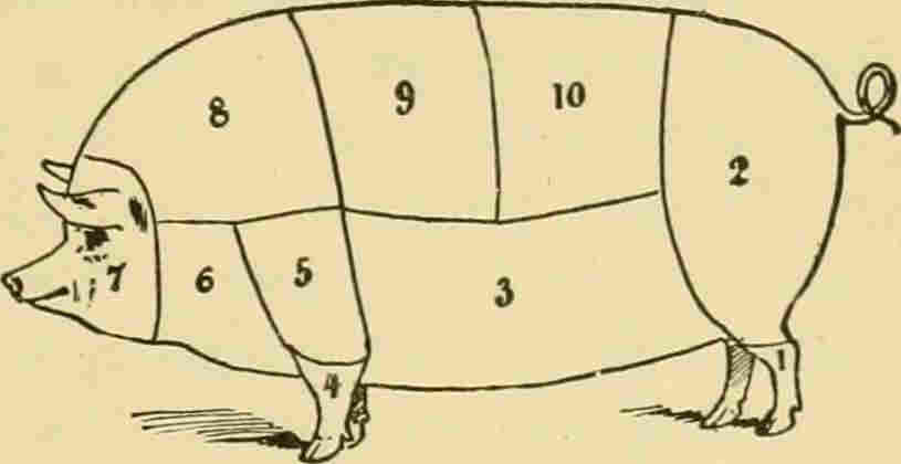 6. Lower Neck:—Used for sausages or lard.