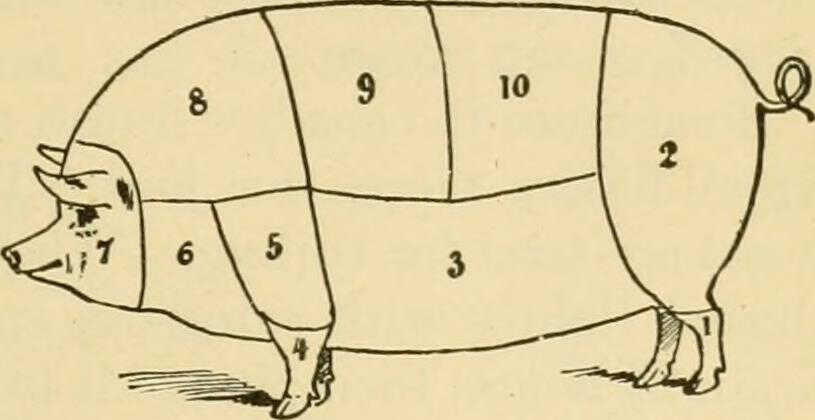 6. Lower Neck:—Used for sausages or lard.