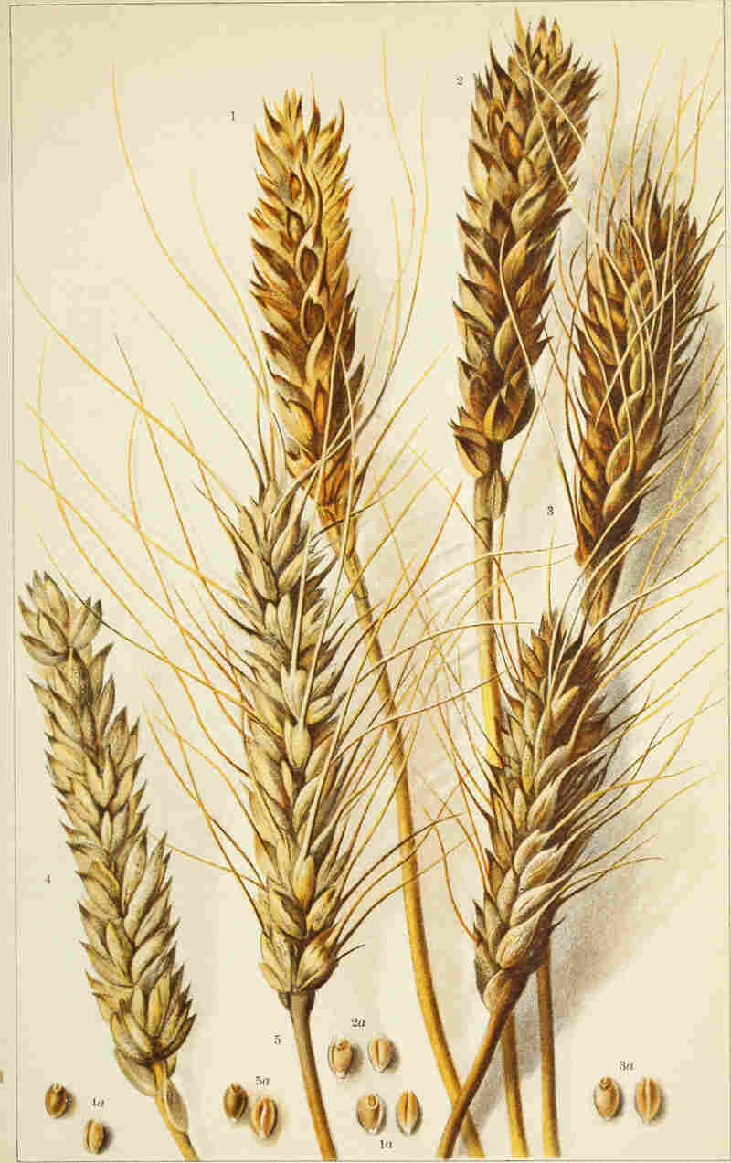different american wheats