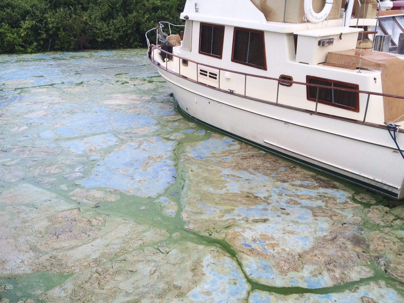 Algae covered water at Stuart's Central Marine boat docks on Thursday in Stuart, Fla.