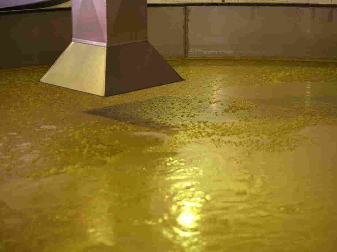 Boone County White corn is seen fermenting just before distillation at Buffalo Trace.